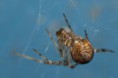 /album/theridiidae/achaearanea-tepidariorum-n-jpg/
